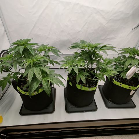 Tangelato 🍊 🍦 growlog timeline photo