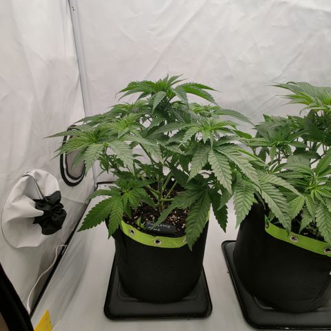 Pineapple Fruz 🍍 growlog timeline photo
