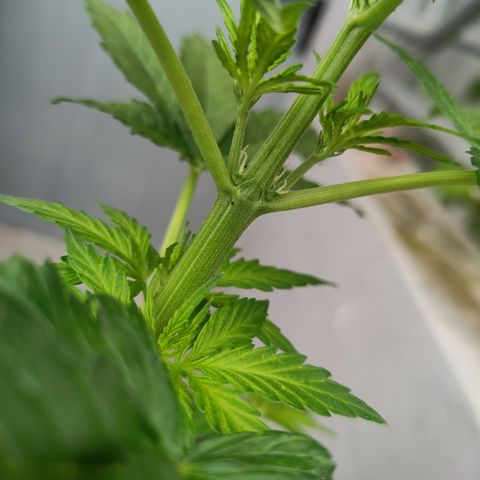 Gorilla Zkittlez 🦍 🍬 growlog timeline photo