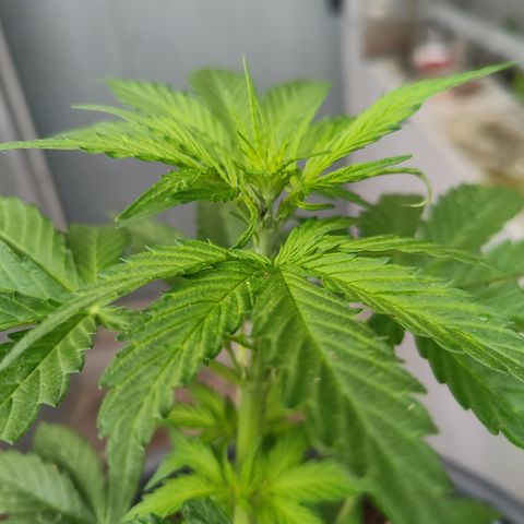 Gorilla Zkittlez 🦍 🍬 growlog timeline photo