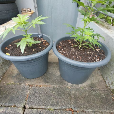 Gorilla Zkittlez 🦍 🍬 growlog timeline photo