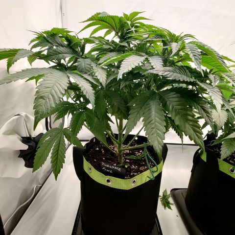 Pineapple Fruz 🍍 growlog timeline photo