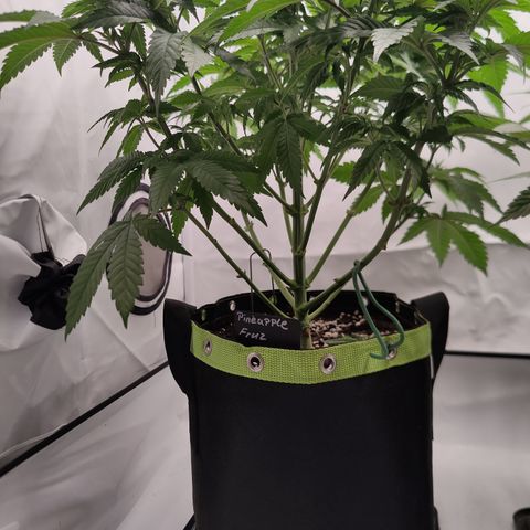 Pineapple Fruz 🍍 growlog timeline photo