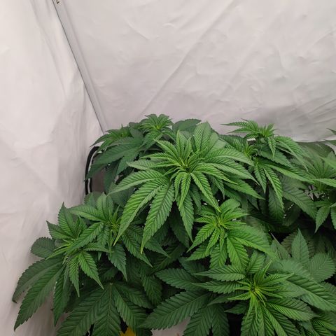 Pineapple Fruz 🍍 growlog timeline photo