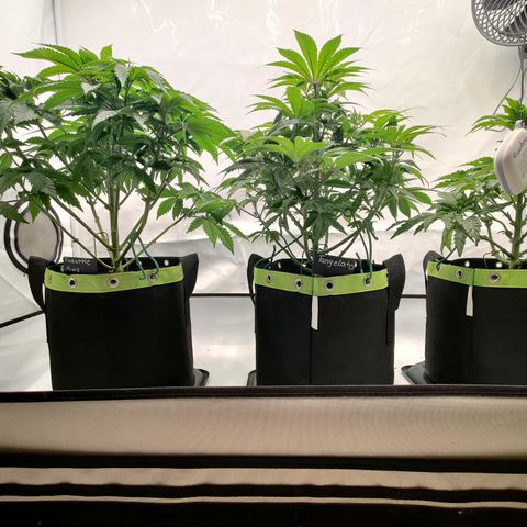 Tangelato 🍊 🍦 growlog timeline photo