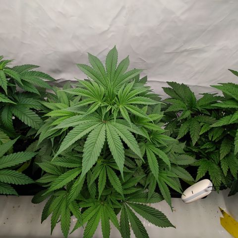 Tangelato 🍊 🍦 growlog timeline photo