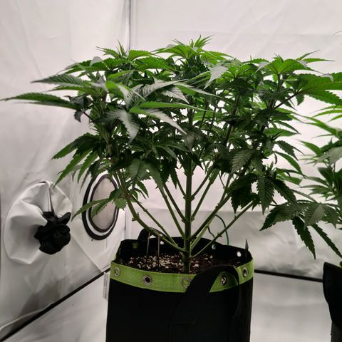 Pineapple Fruz 🍍 growlog timeline photo