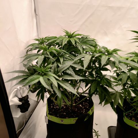 Pineapple Fruz 🍍 growlog timeline photo