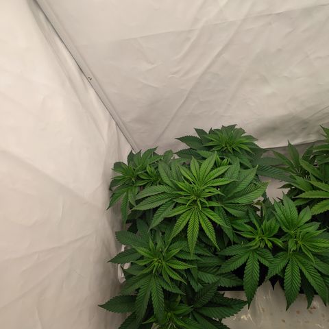 Pineapple Fruz 🍍 growlog timeline photo