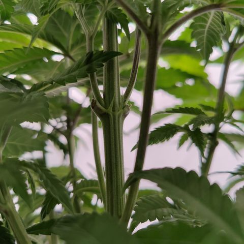 Pineapple Fruz 🍍 growlog timeline photo