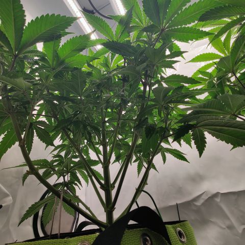 Pineapple Fruz 🍍 growlog timeline photo