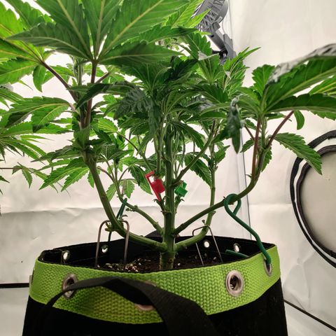 Cherry Runtz  growlog timeline photo