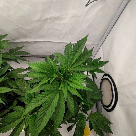 Cherry Runtz  growlog timeline photo