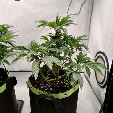 Cherry Runtz  growlog timeline photo