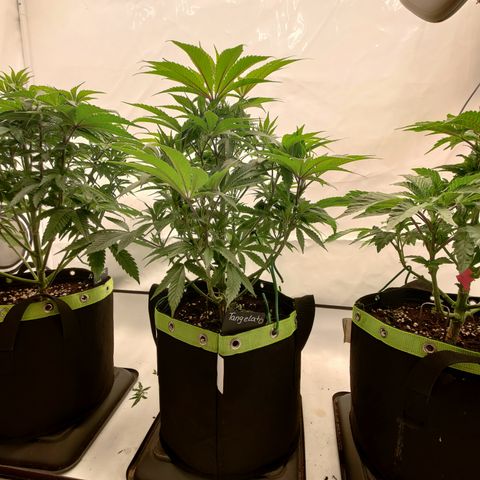 Tangelato 🍊 🍦 growlog timeline photo