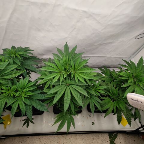 Tangelato 🍊 🍦 growlog timeline photo