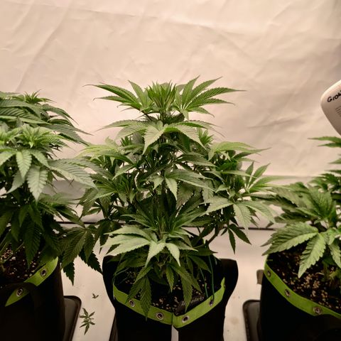 Tangelato 🍊 🍦 growlog timeline photo