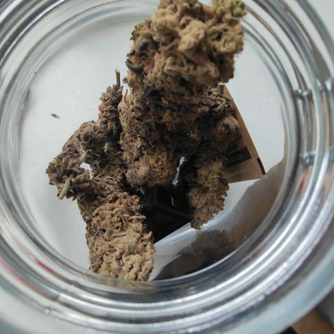 Chilled Cherry 🧊🍒 Zamnesia x Growers Choice growlog timeline photo
