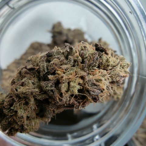 Chilled Cherry 🧊🍒 Zamnesia x Growers Choice growlog timeline photo