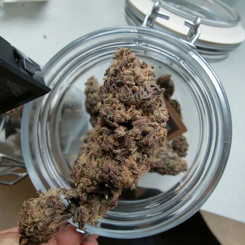 Chilled Cherry 🧊🍒 Zamnesia x Growers Choice growlog timeline photo