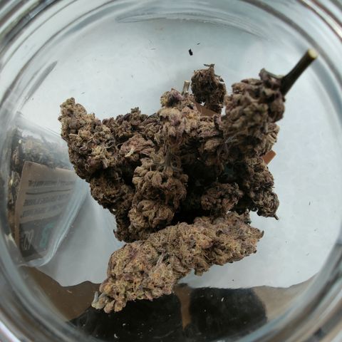 Chilled Cherry 🧊🍒 Zamnesia x Growers Choice growlog timeline photo