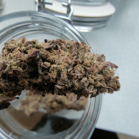 Chilled Cherry 🧊🍒 Zamnesia x Growers Choice growlog timeline photo