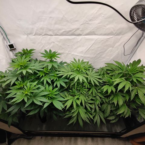 Pineapple Fruz 🍍 growlog timeline photo