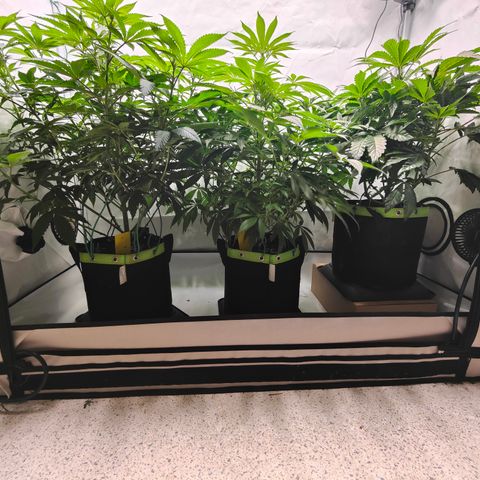 Pineapple Fruz 🍍 growlog timeline photo