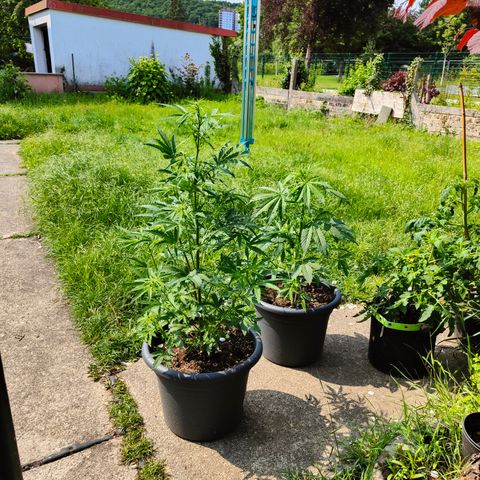 Gorilla Zkittlez 🦍 🍬 growlog timeline photo