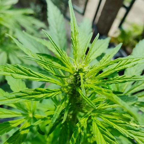 Gorilla Zkittlez 🦍 🍬 growlog timeline photo