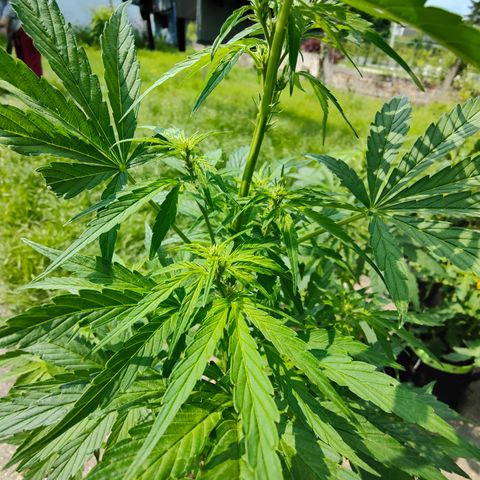 Gorilla Zkittlez 🦍 🍬 growlog timeline photo
