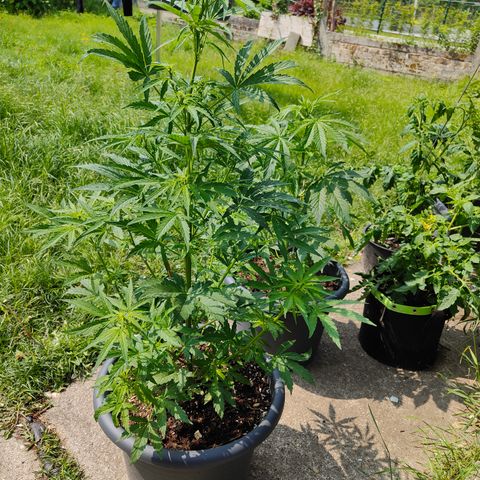 Gorilla Zkittlez 🦍 🍬 growlog timeline photo