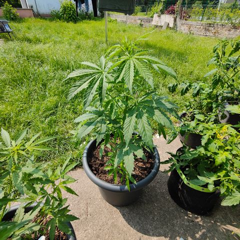 Gorilla Zkittlez 🦍 🍬 growlog timeline photo