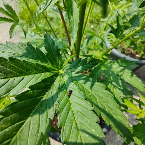 Gorilla Zkittlez 🦍 🍬 growlog timeline photo