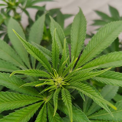 Pineapple Fruz 🍍 growlog timeline photo