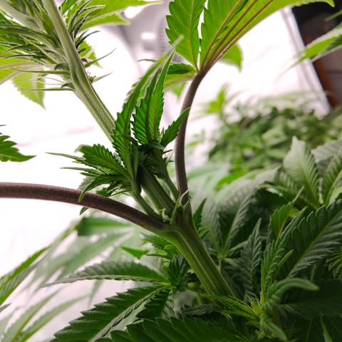 Pineapple Fruz 🍍 growlog timeline photo