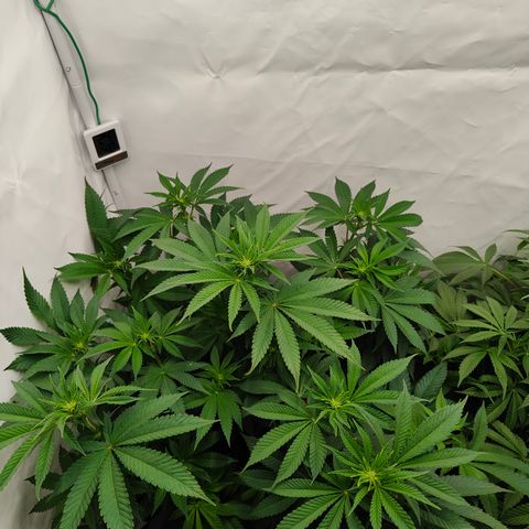 Pineapple Fruz 🍍 growlog timeline photo
