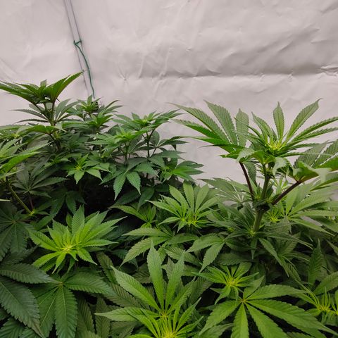 Cherry Runtz  growlog timeline photo