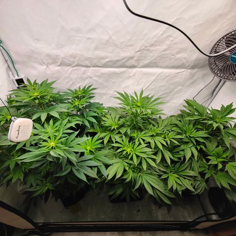 Cherry Runtz  growlog timeline photo