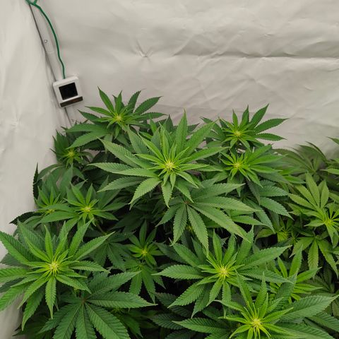 Cherry Runtz  growlog timeline photo