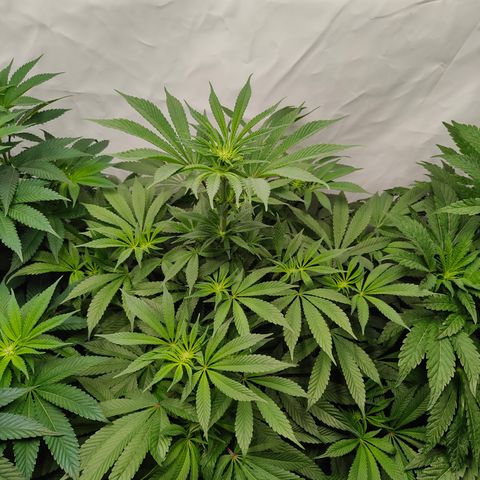 Cherry Runtz  growlog timeline photo