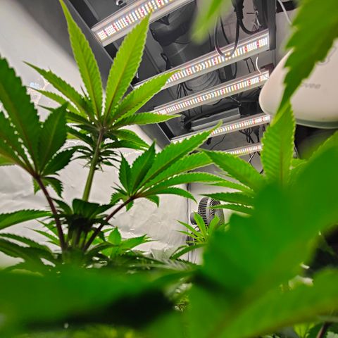 Cherry Runtz  growlog timeline photo