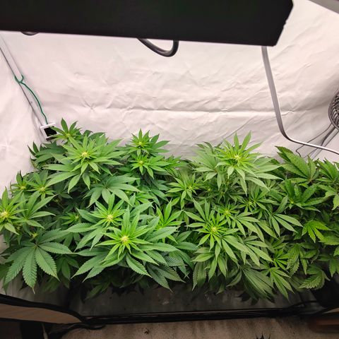 Pineapple Fruz 🍍 growlog timeline photo