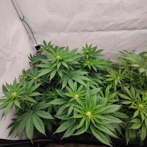 Pineapple Fruz 🍍 growlog timeline photo