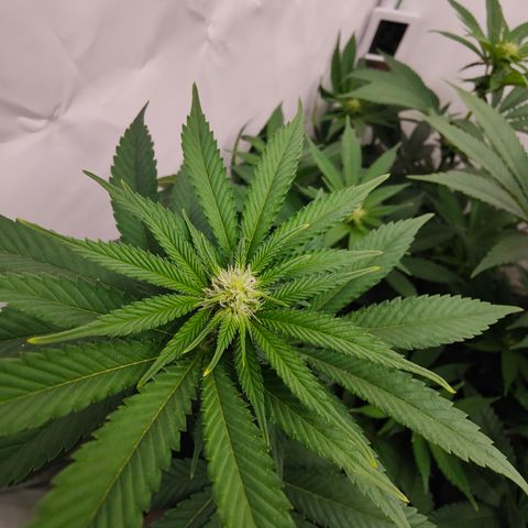 Pineapple Fruz 🍍 growlog timeline photo