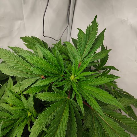 Cherry Runtz  growlog timeline photo
