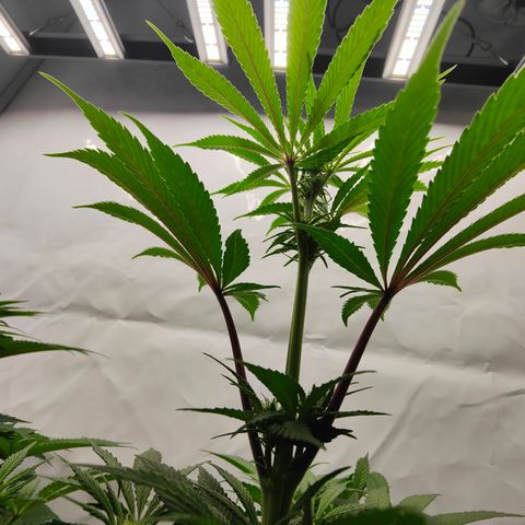 Tangelato 🍊 🍦 growlog timeline photo