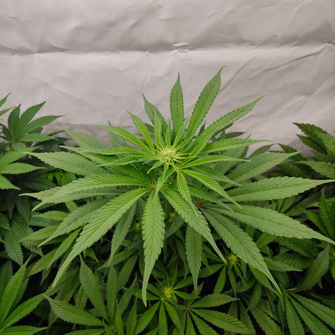 Tangelato 🍊 🍦 growlog timeline photo