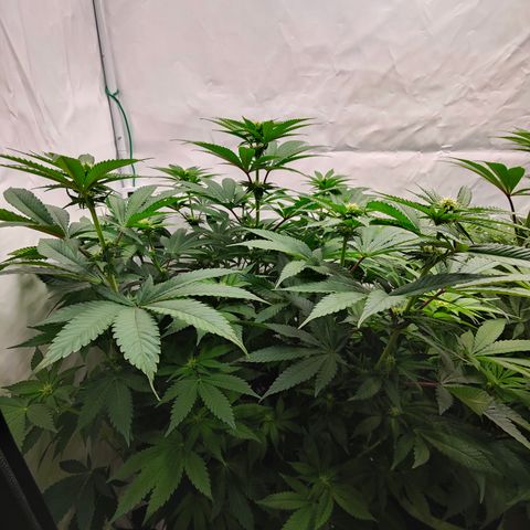 Pineapple Fruz 🍍 growlog timeline photo
