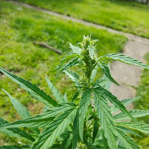 Gorilla Zkittlez 🦍 🍬 growlog timeline photo